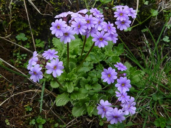 Hairless Primrose